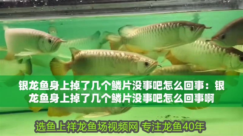 銀龍魚身上掉了幾個鱗片沒事吧怎么回事：銀龍魚身上掉了幾個鱗片沒事吧怎么回事啊