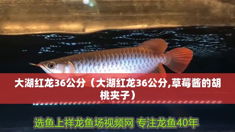 大湖紅龍36公分（大湖紅龍36公分,草莓醬的胡桃夾子）