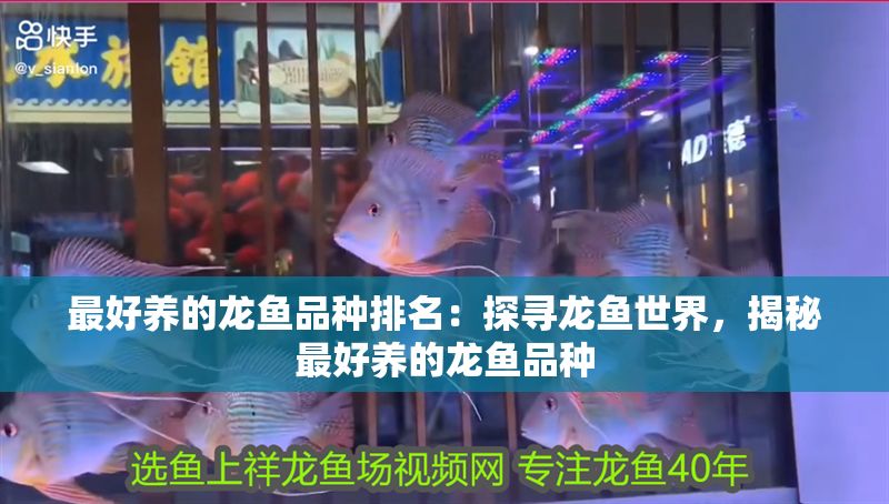 最好養的龍魚品種排名：探尋龍魚世界，揭秘最好養的龍魚品種