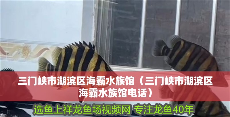 三門峽市湖濱區海霸水族館（三門峽市湖濱區海霸水族館電話）