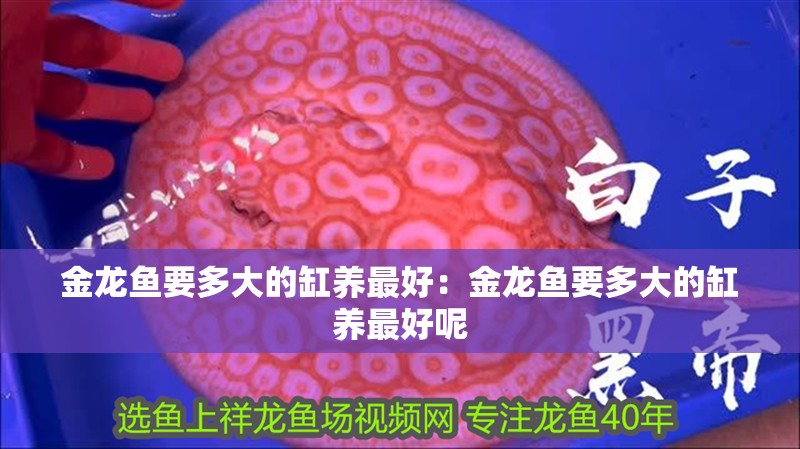 金龍魚要多大的缸養最好：金龍魚要多大的缸養最好呢