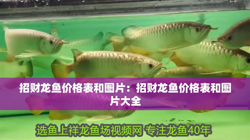 招財龍魚價格表和圖片：招財龍魚價格表和圖片大全