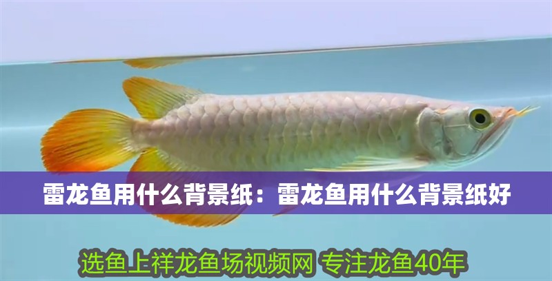 雷龍魚用什么背景紙：雷龍魚用什么背景紙好