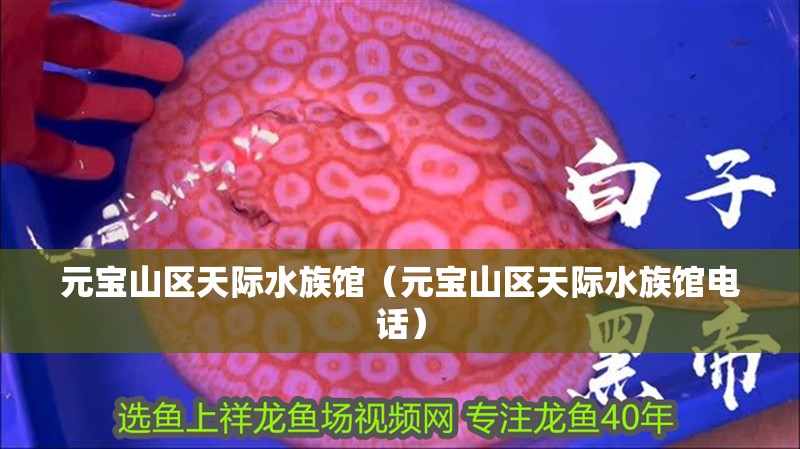 元寶山區天際水族館（元寶山區天際水族館電話）