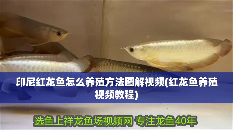 印尼紅龍魚怎么養(yǎng)殖方法圖解視頻(紅龍魚養(yǎng)殖視頻教程)