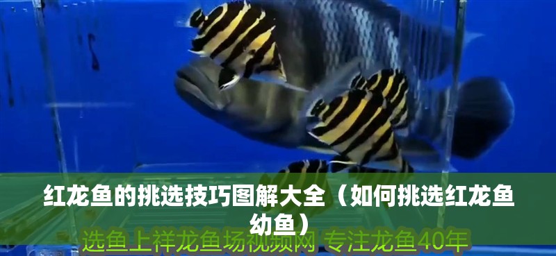 紅龍魚(yú)的挑選技巧圖解大全（如何挑選紅龍魚(yú)幼魚(yú)）