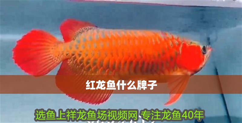 紅龍魚什么牌子