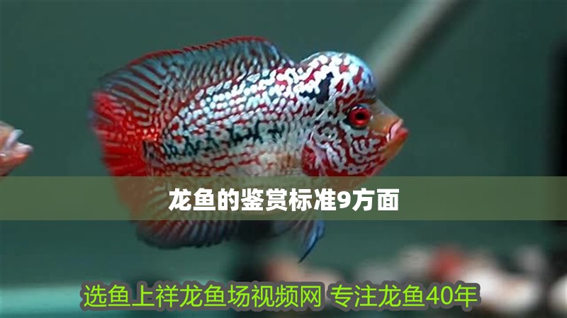 龍魚的鑒賞標(biāo)準(zhǔn)9方面
