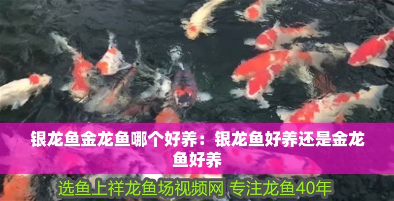 銀龍魚金龍魚哪個好養：銀龍魚好養還是金龍魚好養