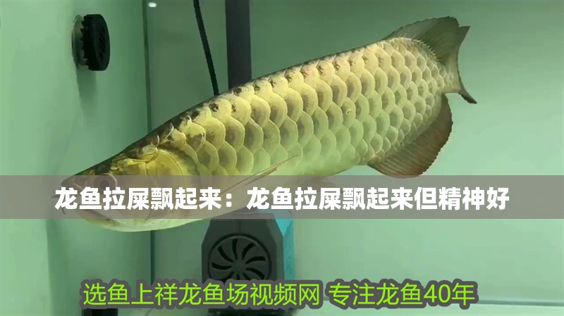龍魚拉屎飄起來：龍魚拉屎飄起來但精神好