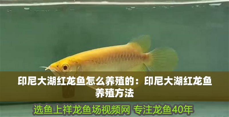 印尼大湖紅龍魚怎么養殖的：印尼大湖紅龍魚養殖方法