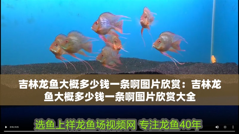 吉林龍魚大概多少錢一條啊圖片欣賞：吉林龍魚大概多少錢一條啊圖片欣賞大全