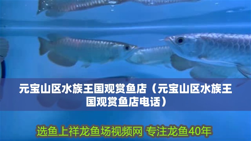 元寶山區水族王國觀賞魚店（元寶山區水族王國觀賞魚店電話）