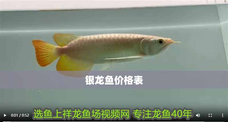 銀龍魚價格表