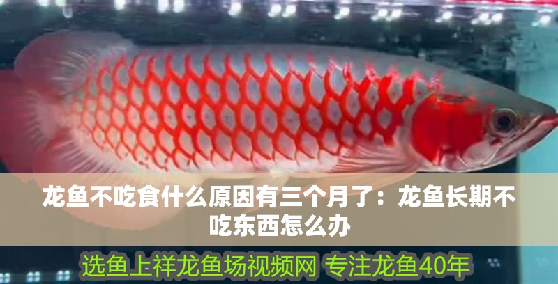龍魚不吃食什么原因有三個月了：龍魚長期不吃東西怎么辦