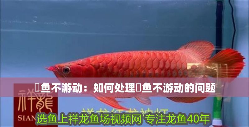 魟魚不游動：如何處理魟魚不游動的問題