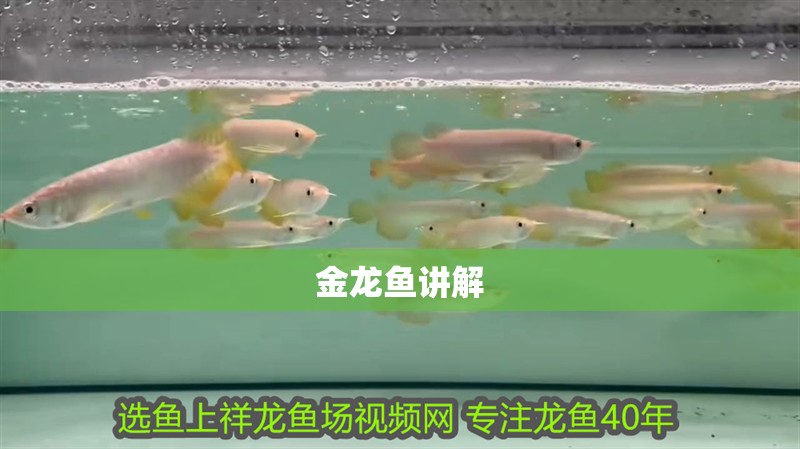 金龍魚講解