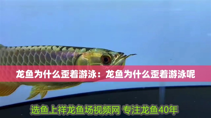 龍魚為什么歪著游泳：龍魚為什么歪著游泳呢