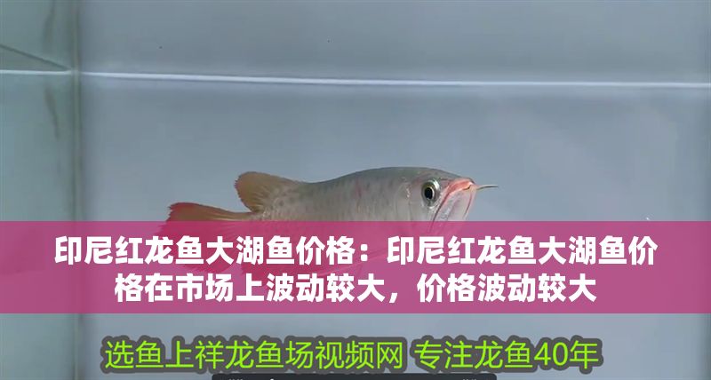 印尼紅龍魚大湖魚價格：印尼紅龍魚大湖魚價格在市場上波動較大，價格波動較大