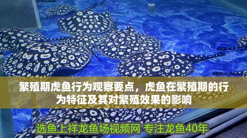 繁殖期虎魚行為觀察要點，虎魚在繁殖期的行為特征及其對繁殖效果的影響