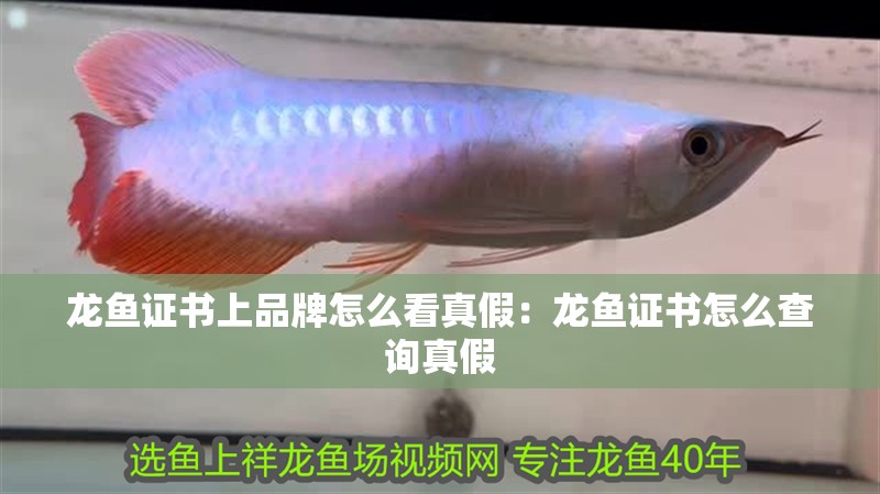龍魚證書上品牌怎么看真假：龍魚證書怎么查詢真假
