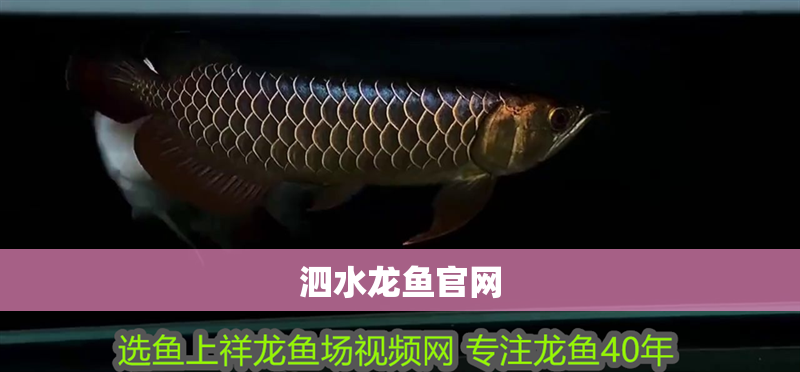 泗水龍魚官網(wǎng)