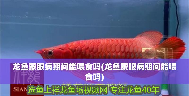 龍魚蒙眼病期間能喂食嗎(龍魚蒙眼病期間能喂食嗎) 金龍魚百科 第1張 龍魚蒙眼病期間能喂食嗎(龍魚蒙眼病期間能喂食嗎) 龍魚蒙眼病期間能喂食嗎(龍魚蒙眼病期間能喂食嗎) 金龍魚百科 第1張