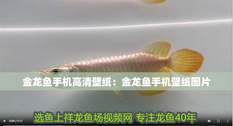 金龍魚手機高清壁紙：金龍魚手機壁紙圖片
