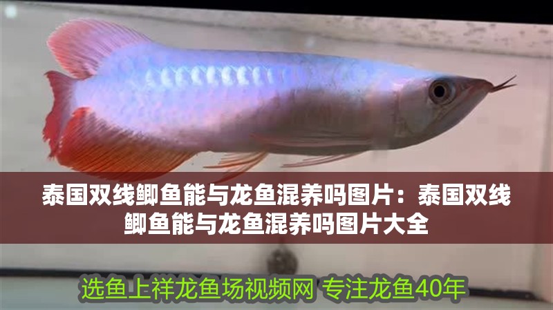 泰國雙線鯽魚能與龍魚混養嗎圖片：泰國雙線鯽魚能與龍魚混養嗎圖片大全