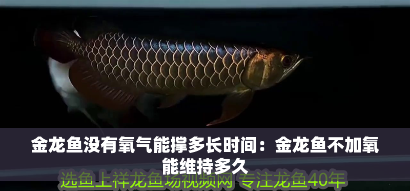 金龍魚沒有氧氣能撐多長時(shí)間：金龍魚不加氧能維持多久