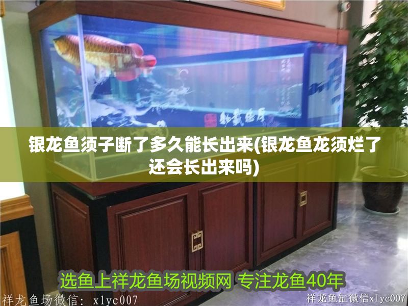 銀龍魚須子斷了多久能長出來(銀龍魚龍須爛了還會長出來嗎)