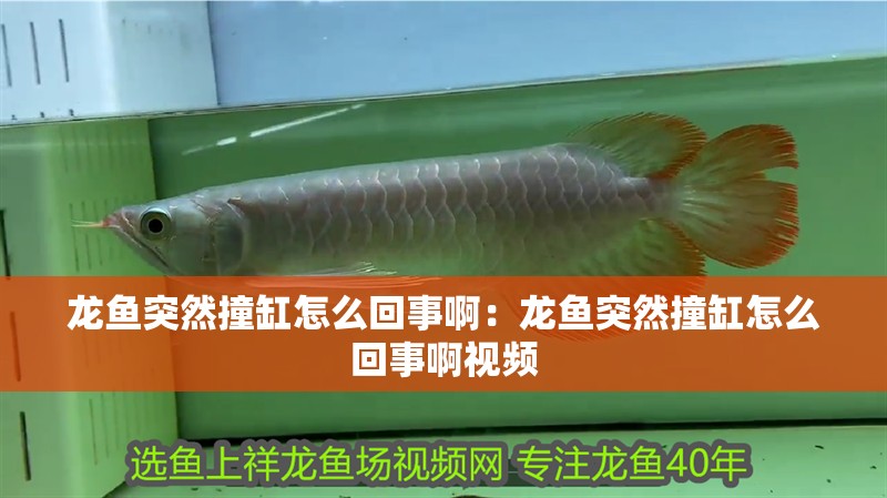 龍魚突然撞缸怎么回事啊：龍魚突然撞缸怎么回事啊視頻