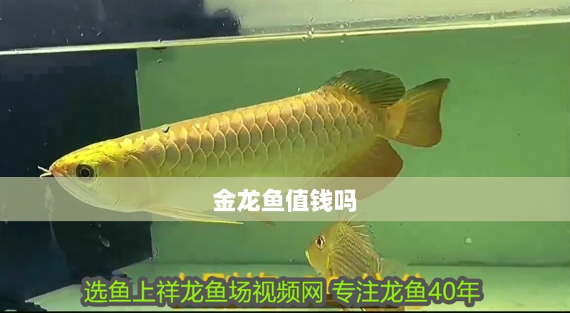 金龍魚值錢嗎