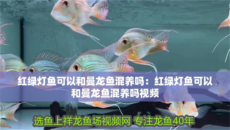 紅綠燈魚可以和曼龍魚混養嗎：紅綠燈魚可以和曼龍魚混養嗎視頻