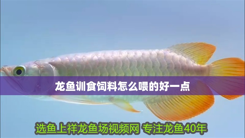 龍魚訓食飼料怎么喂的好一點