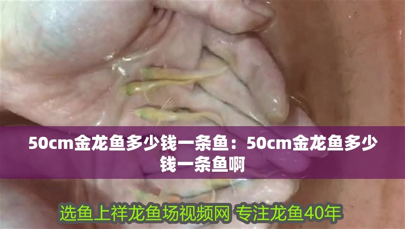 50cm金龍魚多少錢一條魚：50cm金龍魚多少錢一條魚啊