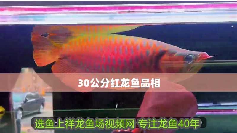 30公分紅龍魚品相