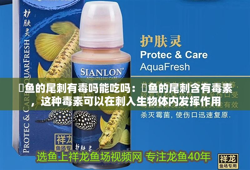 魟魚的尾刺有毒嗎能吃嗎：魟魚的尾刺含有毒素，這種毒素可以在刺入生物體內發揮作用