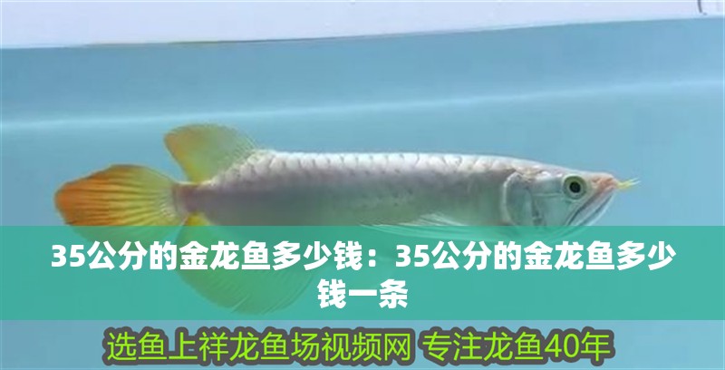 35公分的金龍魚多少錢：35公分的金龍魚多少錢一條