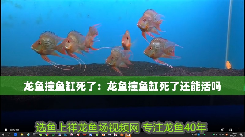 龍魚撞魚缸死了：龍魚撞魚缸死了還能活嗎