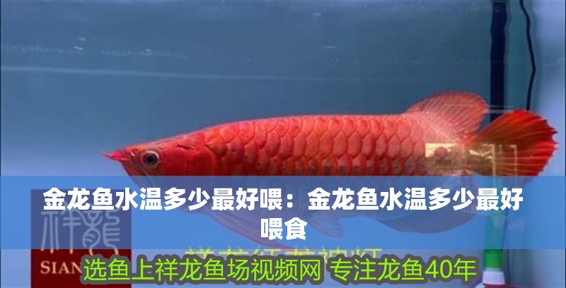 金龍魚水溫多少最好喂：金龍魚水溫多少最好喂食
