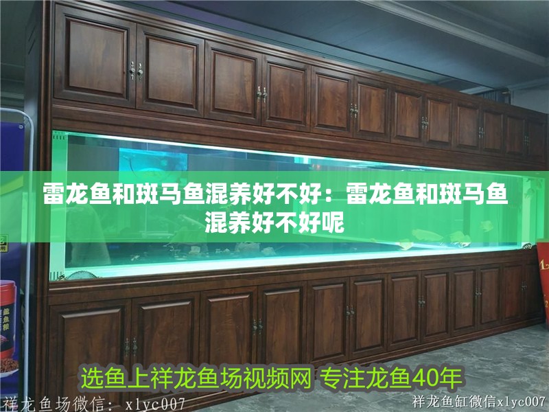 雷龍魚和斑馬魚混養好不好：雷龍魚和斑馬魚混養好不好呢