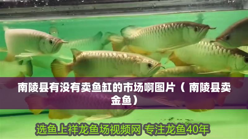 南陵縣有沒有賣魚缸的市場啊圖片（ 南陵縣賣金魚）