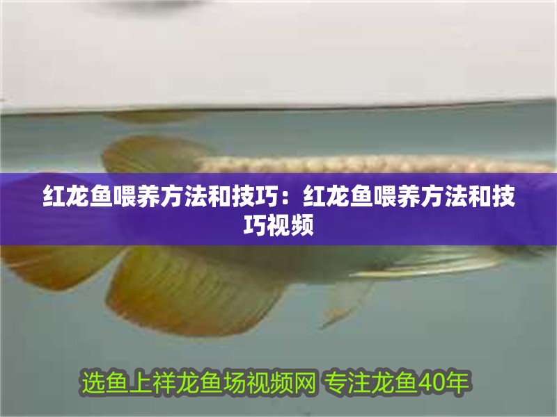 紅龍魚喂養方法和技巧：紅龍魚喂養方法和技巧視頻