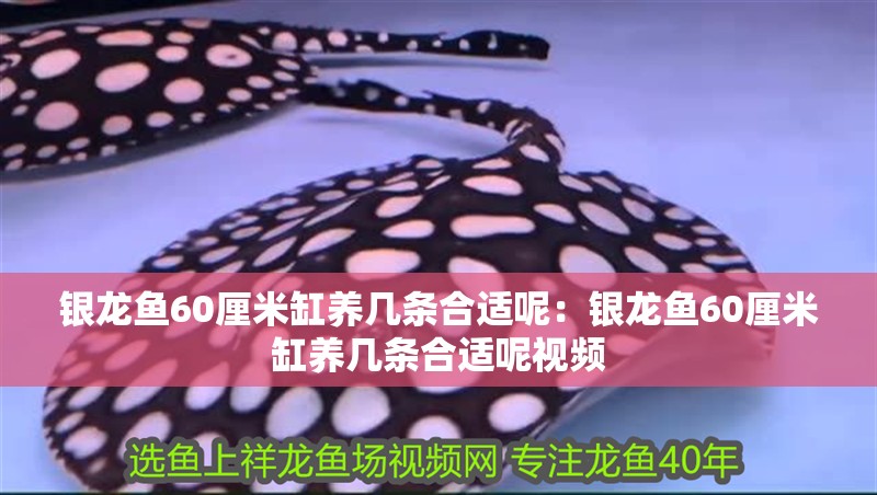 銀龍魚60厘米缸養(yǎng)幾條合適呢：銀龍魚60厘米缸養(yǎng)幾條合適呢視頻