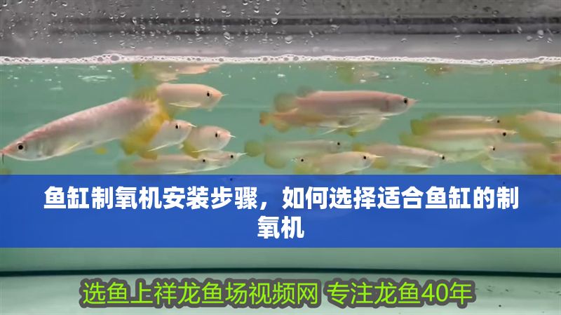 魚缸制氧機安裝步驟,如何選擇適合魚缸的制氧機 魚缸百科 第6張 魚缸制氧機安裝步驟,如何選擇適合魚缸的制氧機 魚缸制氧機安裝步驟,如何選擇適合魚缸的制氧機 魚缸百科 第6張