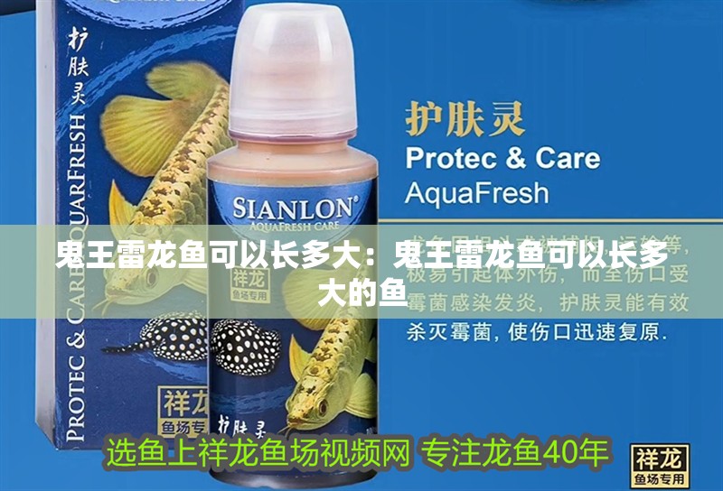 鬼王雷龍魚可以長多大：鬼王雷龍魚可以長多大的魚