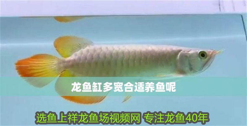 龍魚缸多寬合適養(yǎng)魚呢