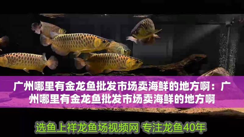 廣州哪里有金龍魚批發市場賣海鮮的地方啊：廣州哪里有金龍魚批發市場賣海鮮的地方啊