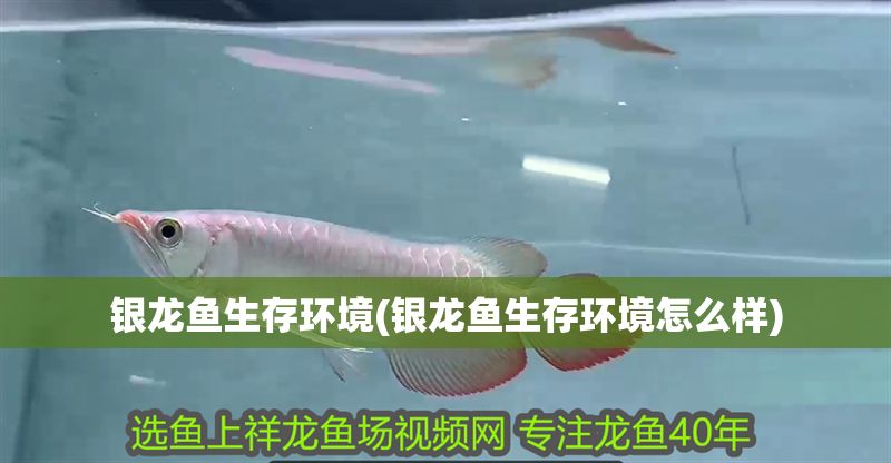 銀龍魚生存環境(銀龍魚生存環境怎么樣)